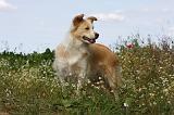 BORDER COLLIE 1100